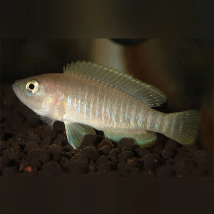 40-1.webp Multifasciatus Shell Dweller