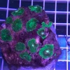 40.webp Green Mushroom Coral