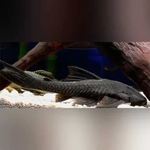41-1.webp L-350 Black Coal Pleco
