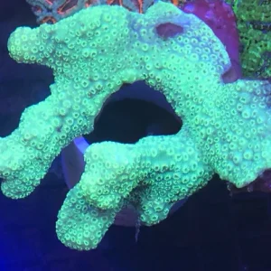 41.webp Green Pavona