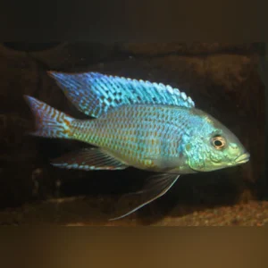 42-1.webp Mylochromis ericotaenia