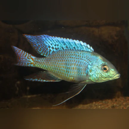 42-1.webp Mylochromis ericotaenia