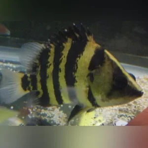 Irian Jaya Broad Band Datnoid