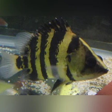 42-2.webp Irian Jaya Broad Band Datnoid