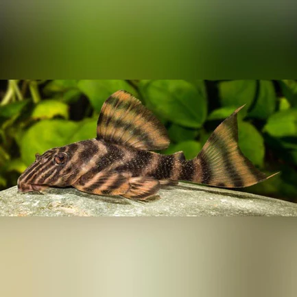 42-3.webp L-398 Tankei Tiger Pleco