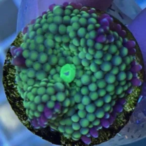 42.webp Green Ricordea Mushroom