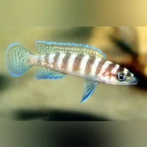 43-1.webp Neolamprologus Cylindricus Cichlid