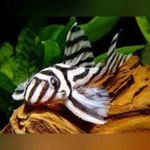 43-2.webp L-46 Zebra Pleco