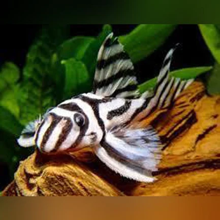 43-2.webp L-46 Zebra Pleco