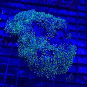 43.webp Green Star Polyps Coral