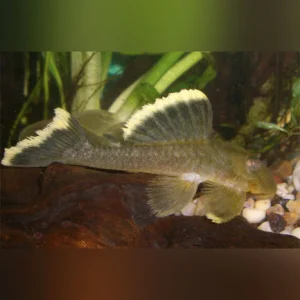 44-1-1.webp L-47 Mango Pleco