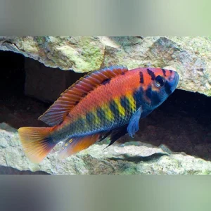 44-1.webp Nyererei Cichlid