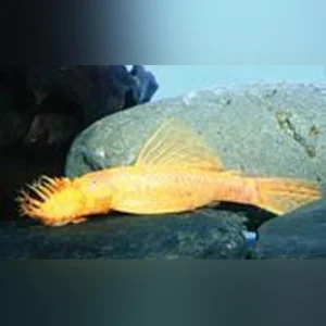 44-3.webp L-144 Bushynose Albino Pleco