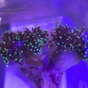 44.webp Green Torch Coral