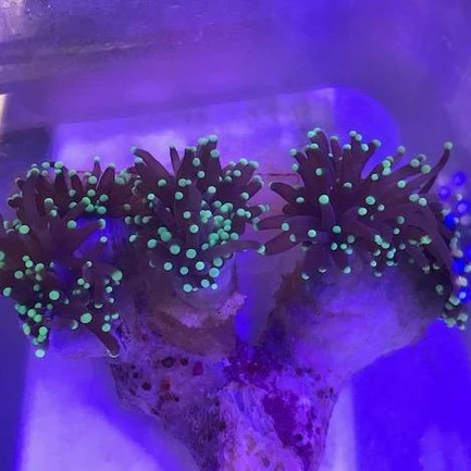 44.webp Green Torch Coral