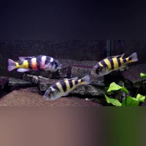 45-1.webp Obliquidens Zebra Cichlid