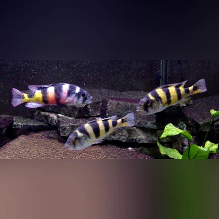 45-1.webp Obliquidens Zebra Cichlid