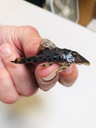 45-2-1.webp L-50 Cochliodon Pleco