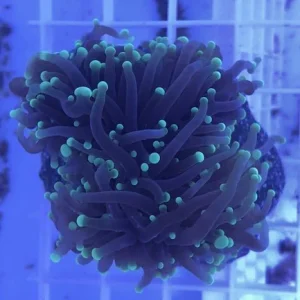 45.webp Green Torch Coral Frag