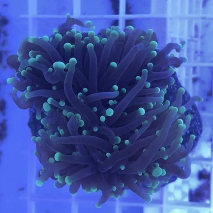 45.webp Green Torch Coral Frag