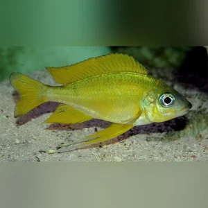 46-1.webp Ophthalmotilapia Cichlid