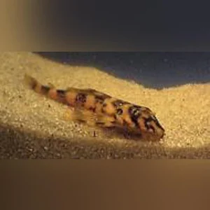 47-1-1.webp L-52 Butterfly Pleco