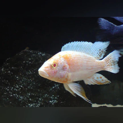 47-1.webp Peacock Cichlid Albino