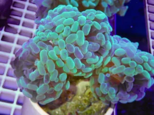 47.webp Hammer Branch Purple Tip Coral