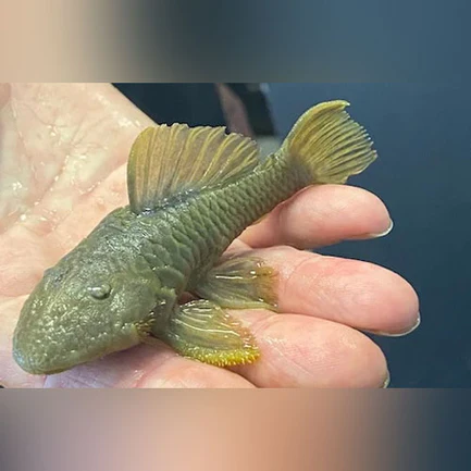 48-1-1.webp L-56 Chubby Pleco
