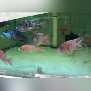 48-1.webp Peacock Cichlid Assortment (Lot of 4)