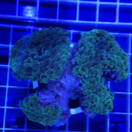 48.webp Hammer Coral Branch