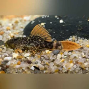 L-600 Leopard Pleco