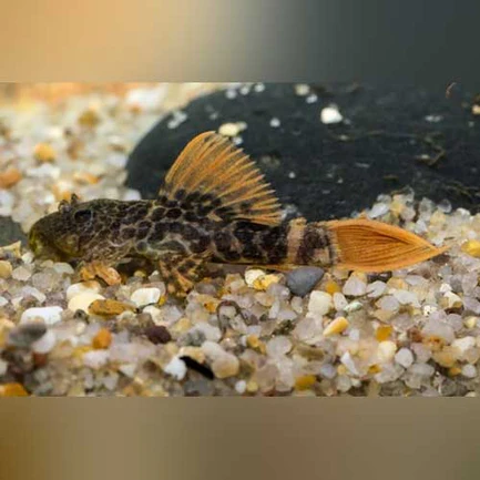 49-1-1.webp L-600 Leopard Pleco