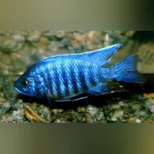 49-1.webp Peacock Cichlid Blue