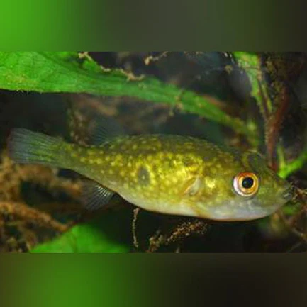 49-2.webp Ocellated Puffer