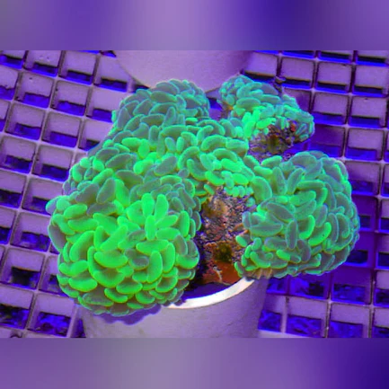 49.webp Hammer Wall Green Coral