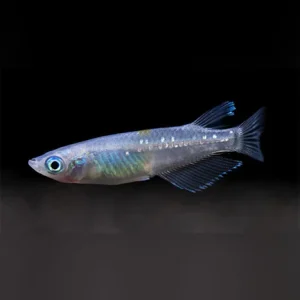 5-1-1.webp Blue Speckled Ricefish Click to expand Blue Speckled Ricefish Blue Speckled Ricefish