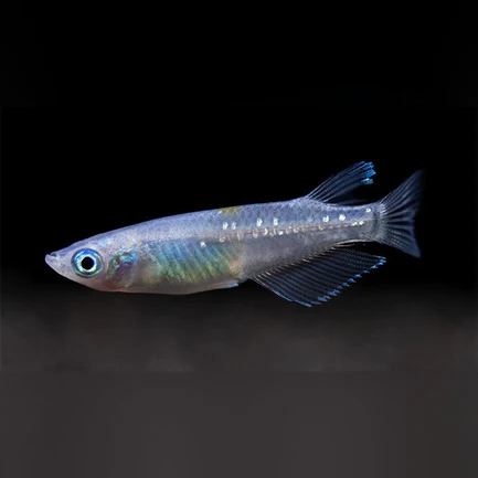 5-1-1.webp Blue Speckled Ricefish Click to expand Blue Speckled Ricefish Blue Speckled Ricefish