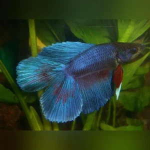 5-10.webp Double Tail Veil Betta Male