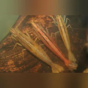 5-12.webp Flower Shrimp