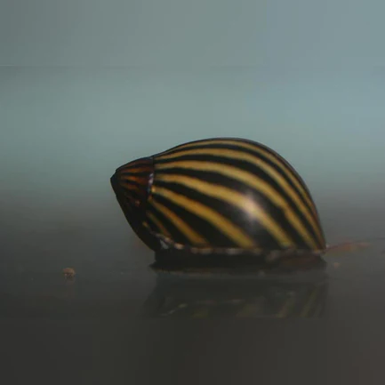 5-13-1.webp Zebra Nerite Snail