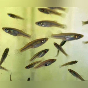 5-13.webp Feeder variatus 50 pack