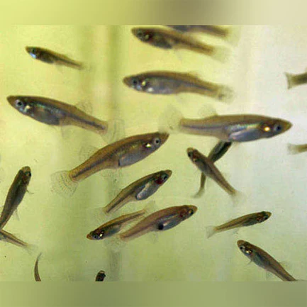 5-13.webp Feeder variatus 50 pack