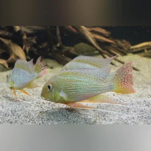5-14-1.webp Altifrons Cichlid