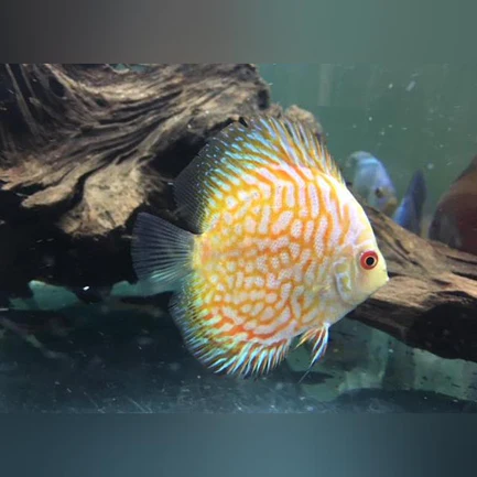 Golden Pigeon Blood Discus
