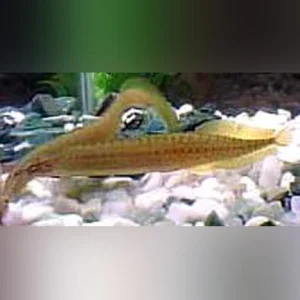 5-16.webp Yellow Tail Spiny Eel