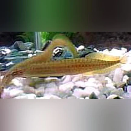 5-16.webp Yellow Tail Spiny Eel