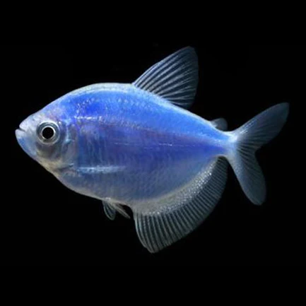 5-17.webp Cosmic Blue GloFish Tetra