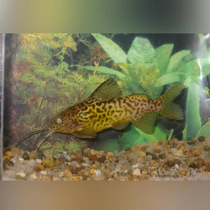 5-2.webp Synodontis Schoutendeni Catfish