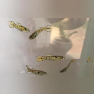 5-20.webp Bengal Tiger Endler - Male